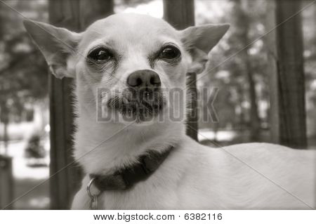 chihuahua Snaggletooth