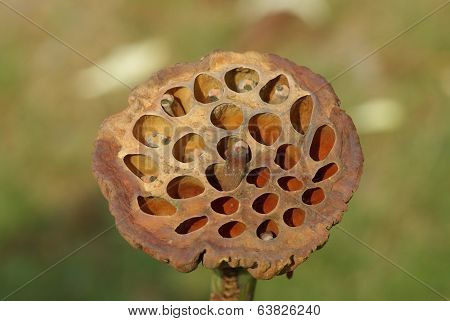 Old Lotus Pod, Calyx Isolated On White