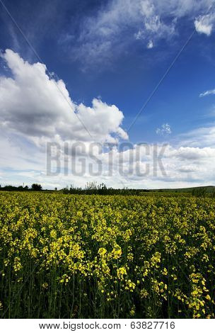 Rape flower field