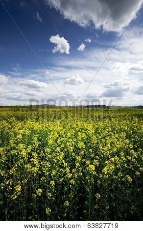 Rape flower field