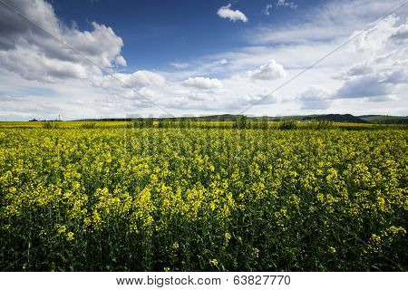 Rape flower field