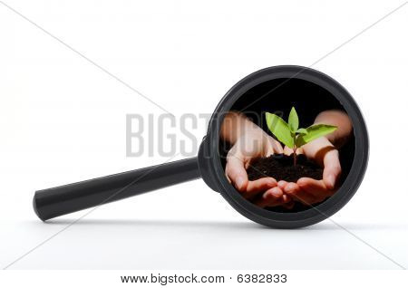 Plant en groei