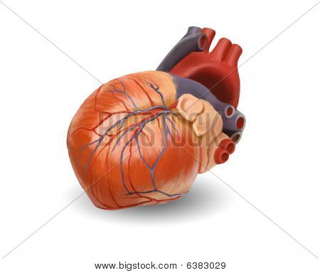Coeur humain