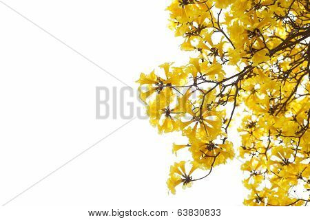 Tabebuia chrysotricha yellow flowers