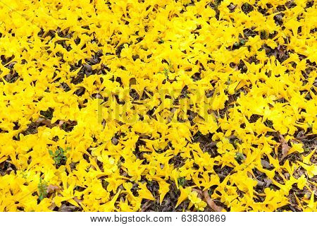 Tabebuia chrysotricha yellow flowers