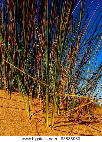 Dune Grass