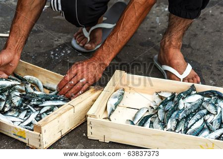 Packing of Anchovies
