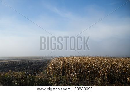 corn stalks