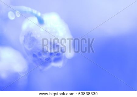 Blue Lily