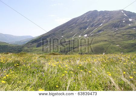 Meadow and the hill