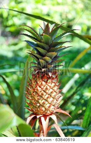 Pineapple