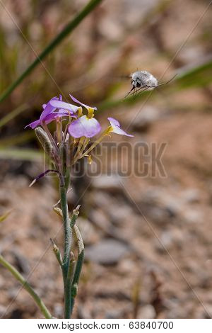Anastoechus Nitidulus