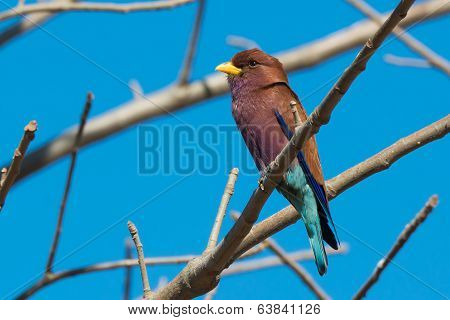 Broad Billed Roller Perched In A Baobab Tree