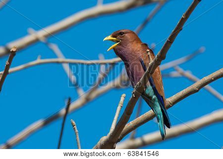 Broad Billed Roller With Its Mouth Open Perched In A Baobab Tree
