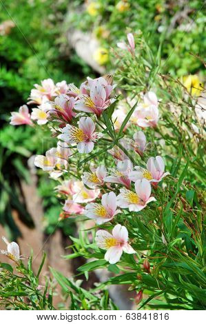 Gentle flowers