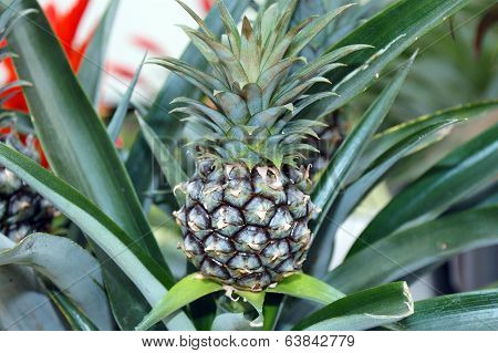 Green pineapple