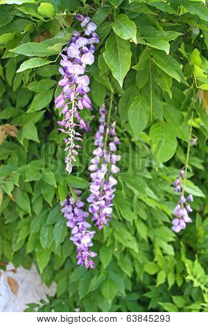 Blooming Wisteria