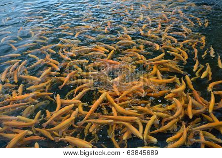 Trout Feeding