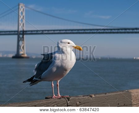 A Western Gull Near The San Francisco-oakland Bay Bridge