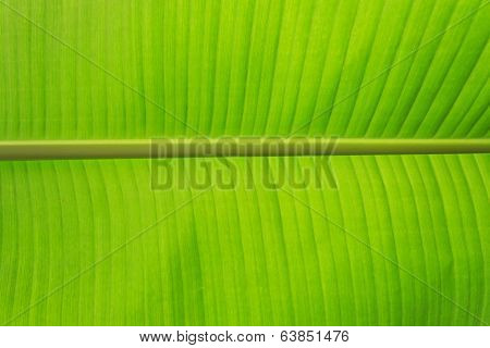 Fresh Banana Leaf