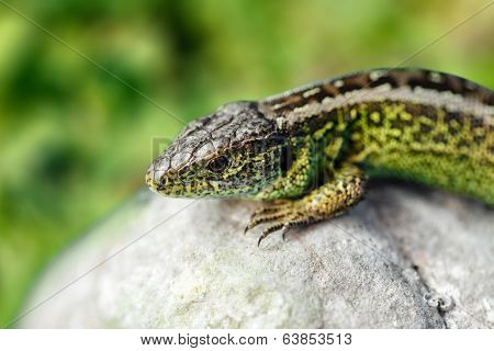 Small Lizard Lacerta Agilis