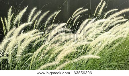 Imperata flower