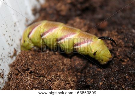sphinx ligustri caterpillar