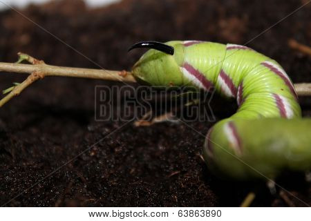 sphinx ligustri caterpillar