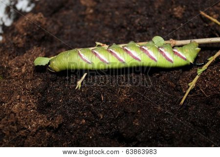 sphinx ligustri caterpillar