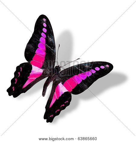 Flying Pink And Black Butterfly Isolated On White Background With Soft Shadow
