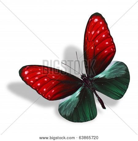 Flying Red And Dark Green Butterfly Isolated On White Background With Soft Shadow