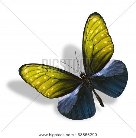 Flying Yellow Butterfly Isolated On White Background With Soft Shadow