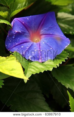 Morning glory flower