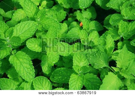 Fresh Mint