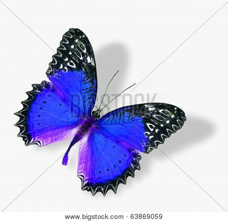 The Flying Blue Butterfly With Soft Shadow Isolated On White Background