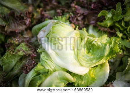 Salad