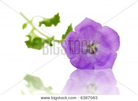 Lilla Bell blomst