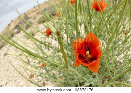 Red Poppy Spring Blossom.
