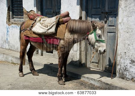 Packhorse Standing In The Hot Sun