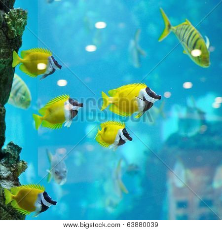Several Foxface Fish