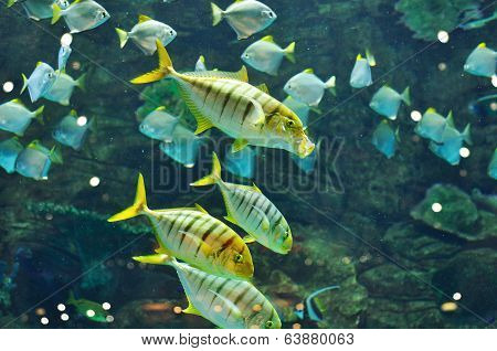 Gnathanodon Speciosus Black Stripes Yellow Fish