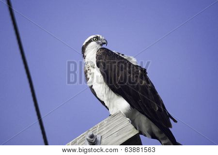 Osprey (Pandion haliaetus)
