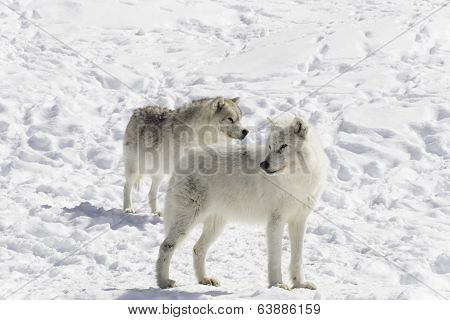 Arctic Wolves