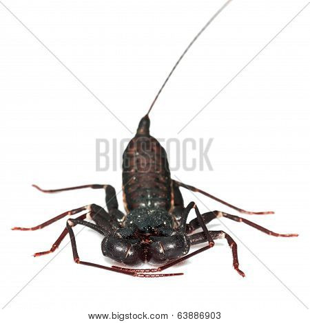 Whip Scorpion