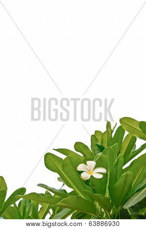 White And Yellow Plumeria Flowers  On White Background