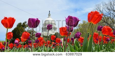 The Capitol with colorful tulips foreground in Spring - Washington DC, United States of America