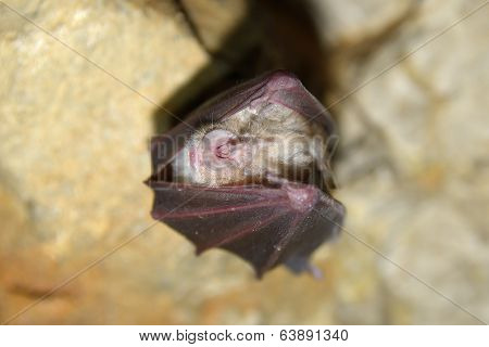 Greater mouse-eared bat ( Myotis myotis)