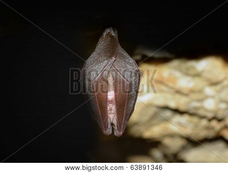 Bat (Rhinolophus hipposideros) - Lesser Horseshoe Bat