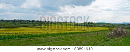 Flowering Rapeseed
