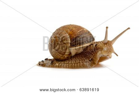 Grawling Snail Isolated